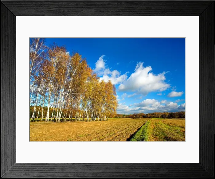 Framed Print : The birches on the field Framed Print : The birches on the field