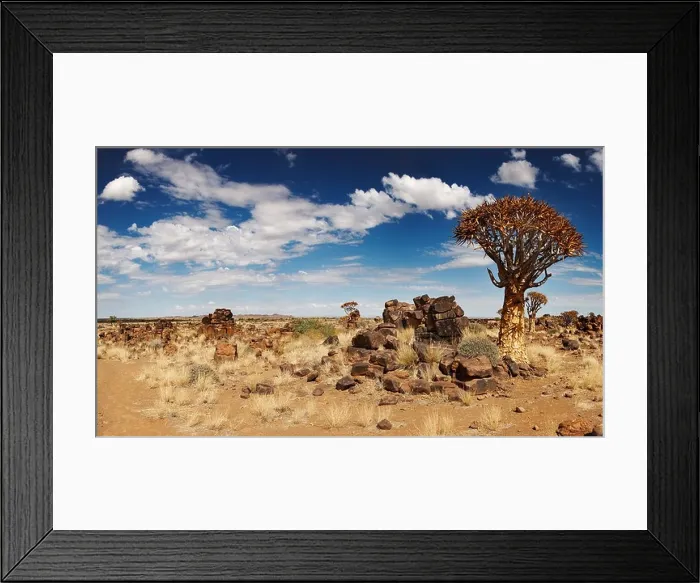 Framed Print : Quiver trees Framed Print : Quiver trees