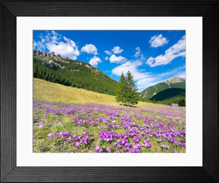 Framed Print : The Crocuses at Chocholowska Valley Tatra Mountains Poland Europe Framed Print : The Crocuses at Chocholowska Valley Tatra Mountains Poland Europe