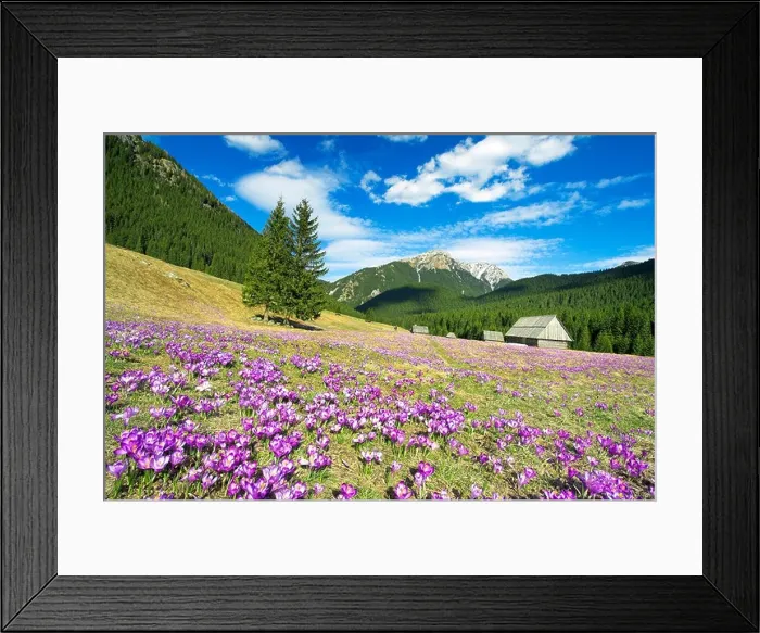 Framed Print : The Crocuses at Chocholowska Valley Tatra Mountains Poland Europe Framed Print : The Crocuses at Chocholowska Valley Tatra Mountains Poland Europe