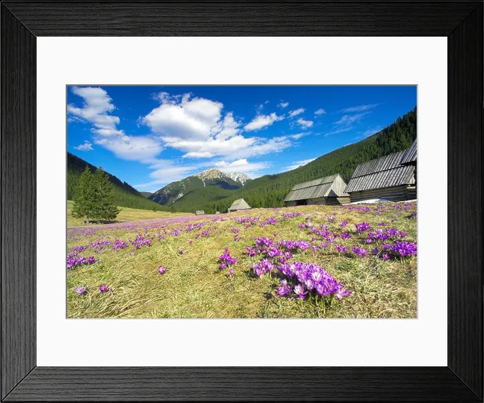Framed Print : The Crocuses at Chocholowska Valley Tatra Mountains Poland Europe Framed Print : The Crocuses at Chocholowska Valley Tatra Mountains Poland Europe