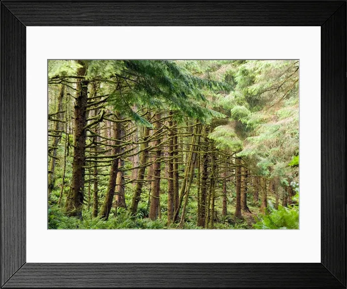 Framed Print : Enchanted Forest - Ecola State Park - Cannon Beach, Oregon Framed Print : Enchanted Forest - Ecola State Park - Cannon Beach, Oregon