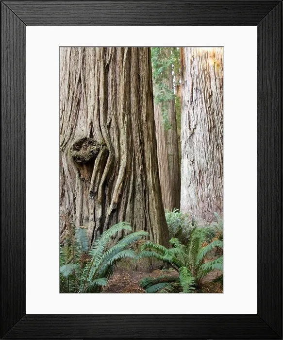Framed Print : Ancient Redwoods - Stout Grove, Jedediah Smith Redwoods State Park - near Crescent City, California Framed Print : Ancient Redwoods - Stout Grove, Jedediah Smith Redwoods State Park - near Crescent City, California