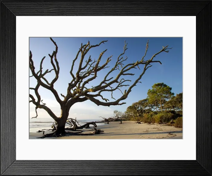 Framed Print : Driftwood Beach - Jekyll Island, Georgia USA Framed Print : Driftwood Beach - Jekyll Island, Georgia USA