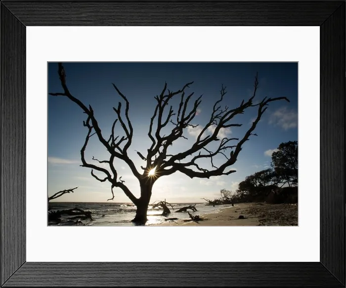 Framed Print : Driftwood Beach - Jekyll Island, Georgia USA Framed Print : Driftwood Beach - Jekyll Island, Georgia USA