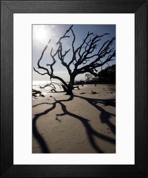 Framed Print : Driftwood Beach - Jekyll Island, Georgia USA