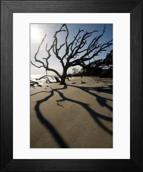 Framed Print : Driftwood Beach - Jekyll Island, Georgia USA Framed Print : Driftwood Beach - Jekyll Island, Georgia USA