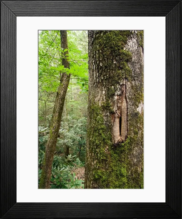 Framed Print : Andy Cove Trail - Pisgah National Forest, near Brevard, North Carolina, USA