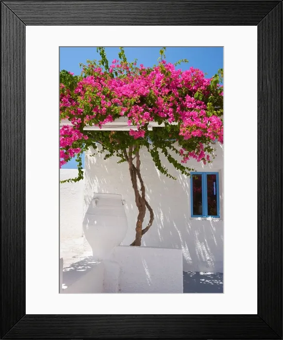 Framed Print : Fira - white house with blooming bougainvillea flowers, Santorini Greece Framed Print : Fira - white house with blooming bougainvillea flowers, Santorini Greece