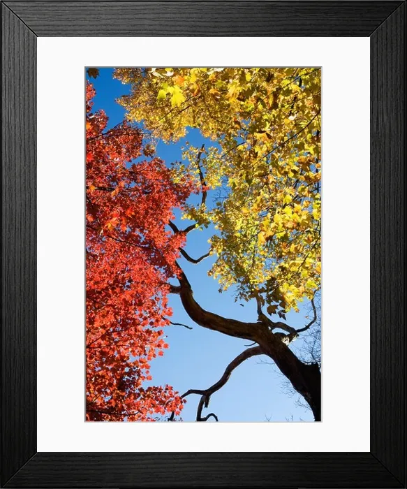 Framed Print : Red and Yellow Fall Leaves - Pisgah National Forest - near Brevard, North Carolina USA Framed Print : Red and Yellow Fall Leaves - Pisgah National Forest - near Brevard, North Carolina USA