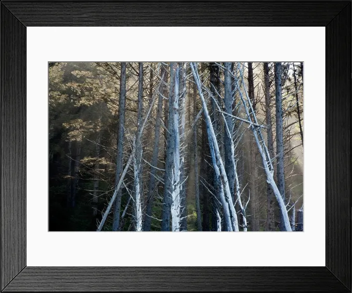 Framed Print : Forest on Rialto Beach, near La Push, Washington USA Framed Print : Forest on Rialto Beach, near La Push, Washington USA