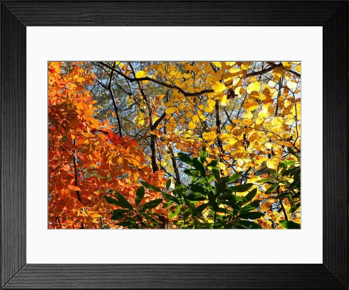 Framed Print : Fall Leaves - DuPont State Forest, near Brevard, North Carolina USA Framed Print : Fall Leaves - DuPont State Forest, near Brevard, North Carolina USA