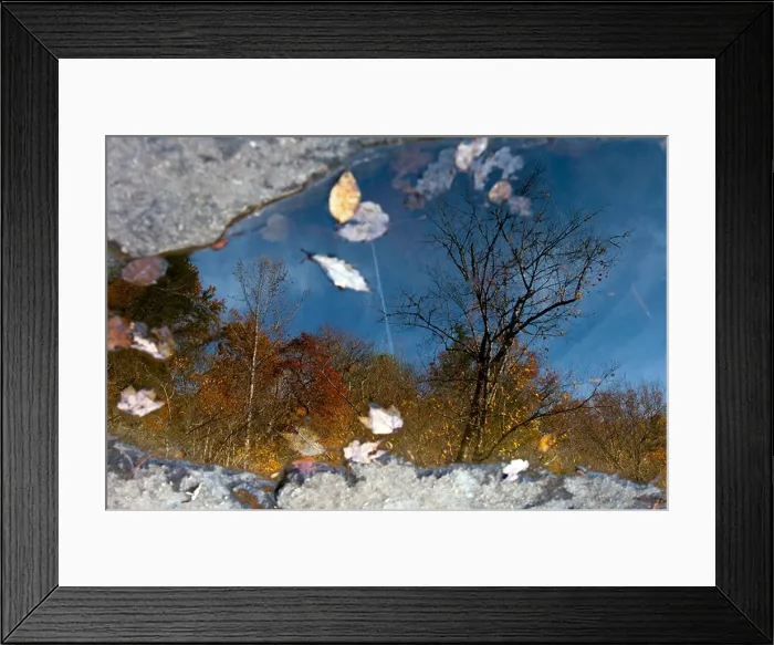 Framed Print : Tree Reflections - DuPont State Forest - near Brevard, North Carolina USA