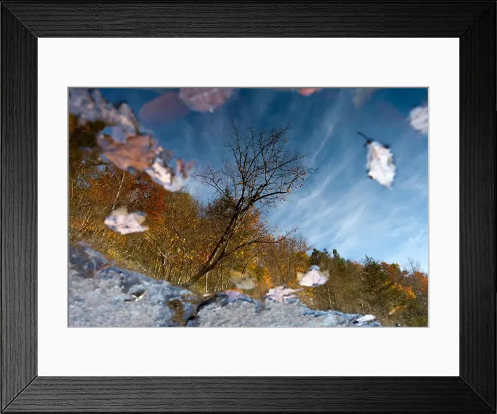 Framed Print : Tree Reflections - DuPont State Forest - near Brevard, North Carolina USA