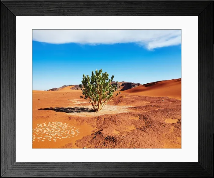 Framed Print : Single tree in Sahara Desert, Algeria Framed Print : Single tree in Sahara Desert, Algeria