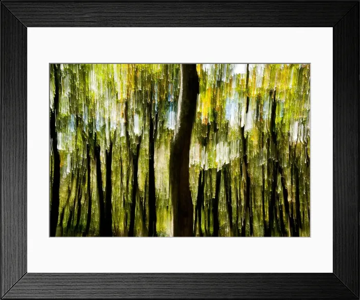 Framed Print : Tree Blur on Mountains-to-Sea Trail near Craggy Gardens - Asheville, North Carolina, USA Framed Print : Tree Blur on Mountains-to-Sea Trail near Craggy Gardens - Asheville, North Carolina, USA