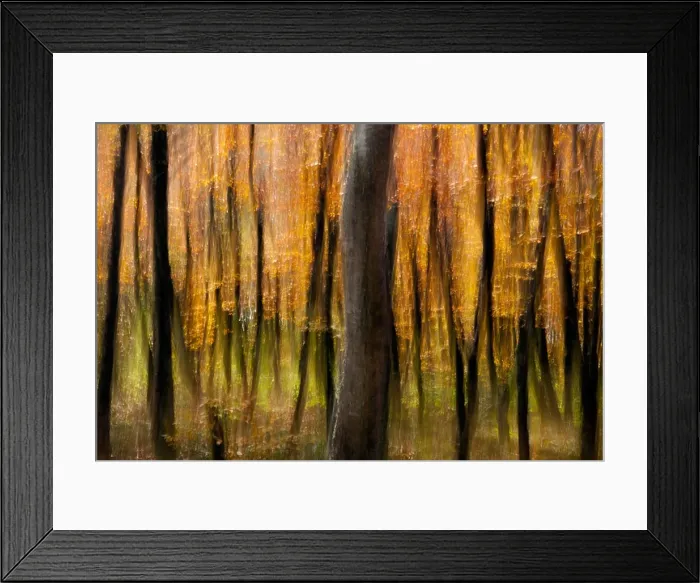 Framed Print : Autumn Tree Blur on Mountains-to-Sea Trail, near Craggy Gardens - Asheville, North Carolina, USA Framed Print : Autumn Tree Blur on Mountains-to-Sea Trail, near Craggy Gardens - Asheville, North Carolina, USA