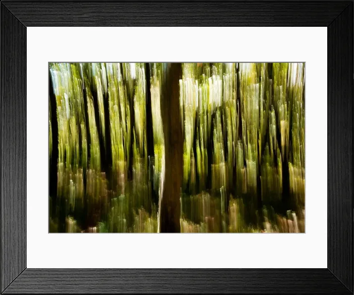 Framed Print : Tree Blur on Mountains-to-Sea Trail near Craggy Gardens - Asheville, North Carolina, USA Framed Print : Tree Blur on Mountains-to-Sea Trail near Craggy Gardens - Asheville, North Carolina, USA