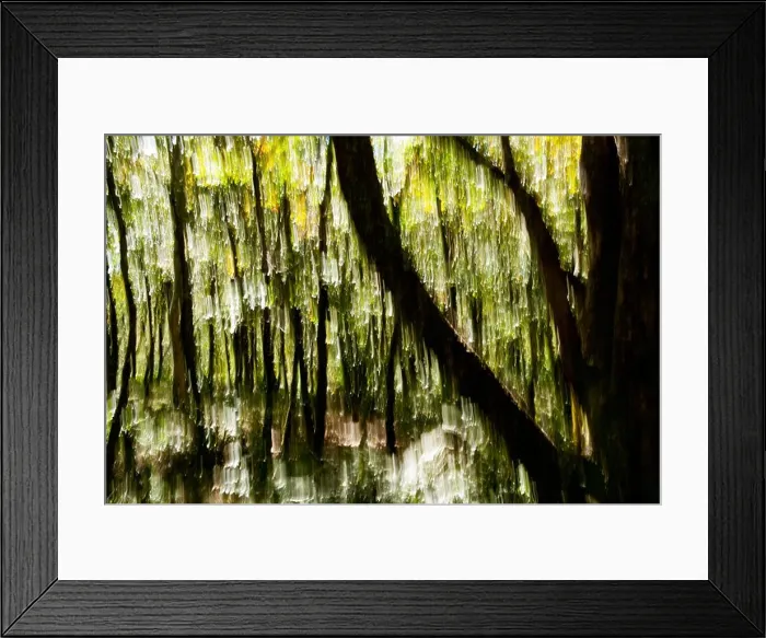 Framed Print : Tree Blur on Mountains-to-Sea Trail near Craggy Gardens - Asheville, North Carolina, USA Framed Print : Tree Blur on Mountains-to-Sea Trail near Craggy Gardens - Asheville, North Carolina, USA
