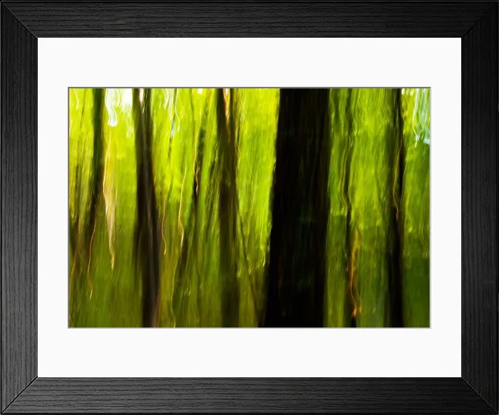 Framed Print : Abstract Tree Blurs on Coontree Trail - Pisgah National Forest - near Brevard, North Carolina USA Framed Print : Abstract Tree Blurs on Coontree Trail - Pisgah National Forest - near Brevard, North Carolina USA