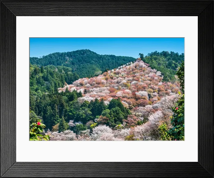 Framed Print : Yoshino, Japan cherry blossoms on the hillside Framed Print : Yoshino, Japan cherry blossoms on the hillside