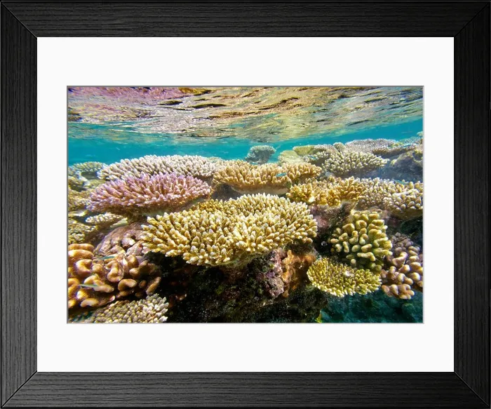 Framed Print : Shallow coral reef, Maldives Island Framed Print : Shallow coral reef, Maldives Island