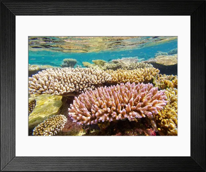 Framed Print : Shallow coral reef, Maldives, Indian Ocean Framed Print : Shallow coral reef, Maldives, Indian Ocean