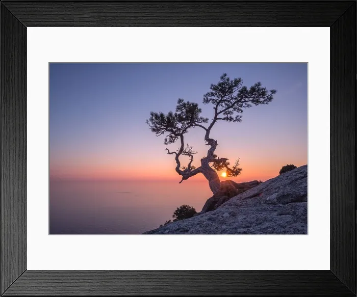 Framed Print : Tree on rock in Crimea Framed Print : Tree on rock in Crimea