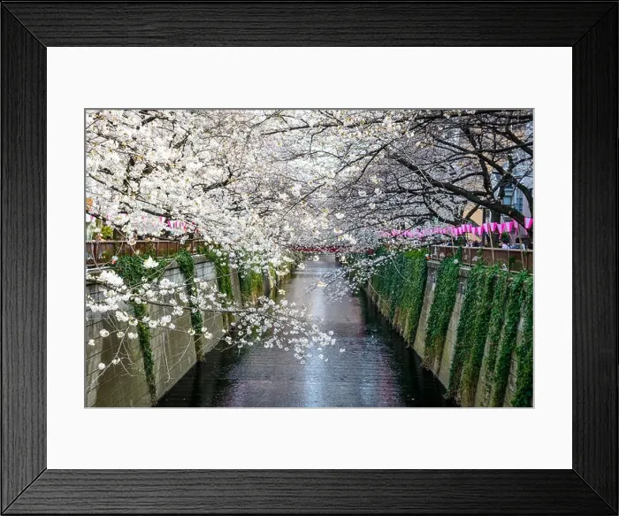Framed Print : Tokyo, Japan at Meguro Canal in the spring season Framed Print : Tokyo, Japan at Meguro Canal in the spring season