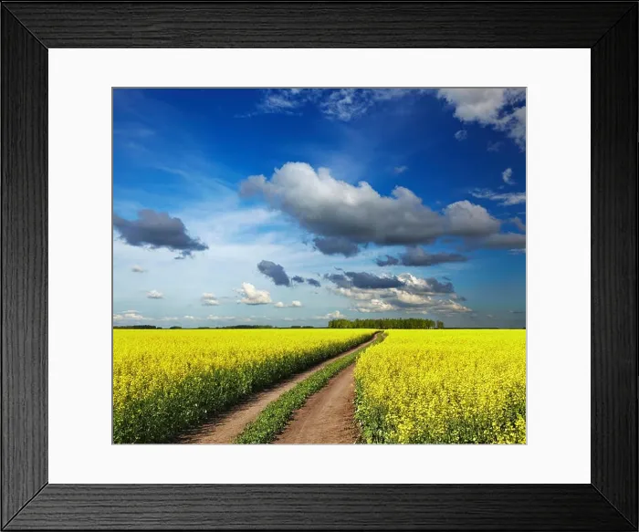 Framed Print : Landscape with blossoming field and road Framed Print : Landscape with blossoming field and road
