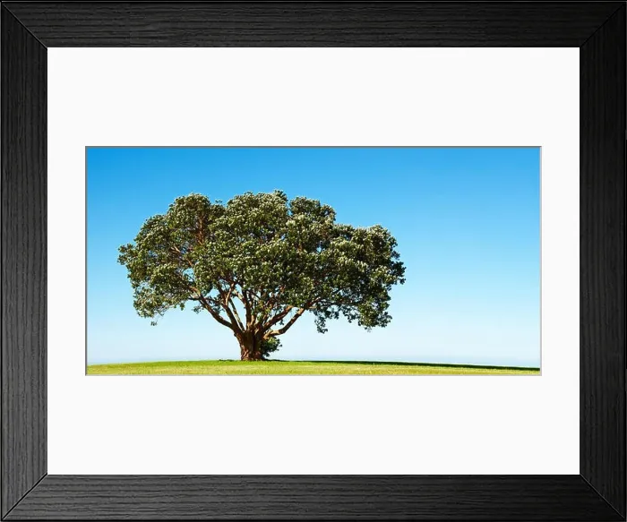 Framed Print : Lonely blossoming tree on the green field Framed Print : Lonely blossoming tree on the green field