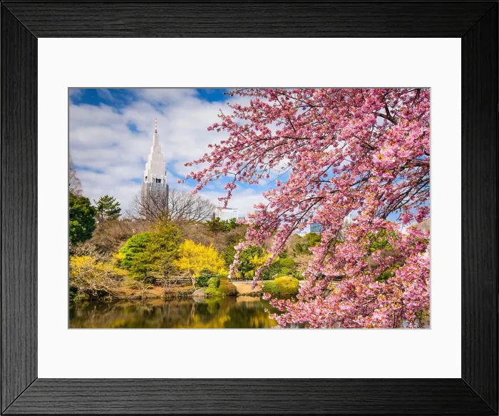 Framed Print : Tokyo, Japan springtime at Shinjuku Gyoen Park Framed Print : Tokyo, Japan springtime at Shinjuku Gyoen Park