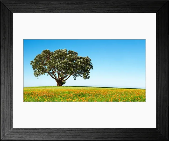 Framed Print : Lonely tree on the blossoming field against blue sky background
