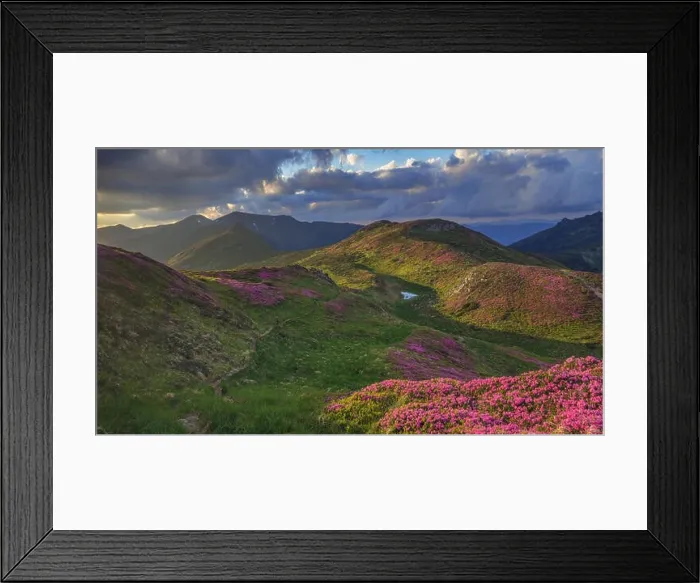 Framed Print : beauty rhododendron in high mountains Framed Print : beauty rhododendron in high mountains