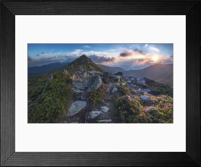 Framed Print : beauty rhododendron in high mountains