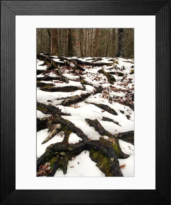 Framed Print : Tree root patterns in the snow - Pisgah National Forest - near Brevard, North Carolina, USA Framed Print : Tree root patterns in the snow - Pisgah National Forest - near Brevard, North Carolina, USA