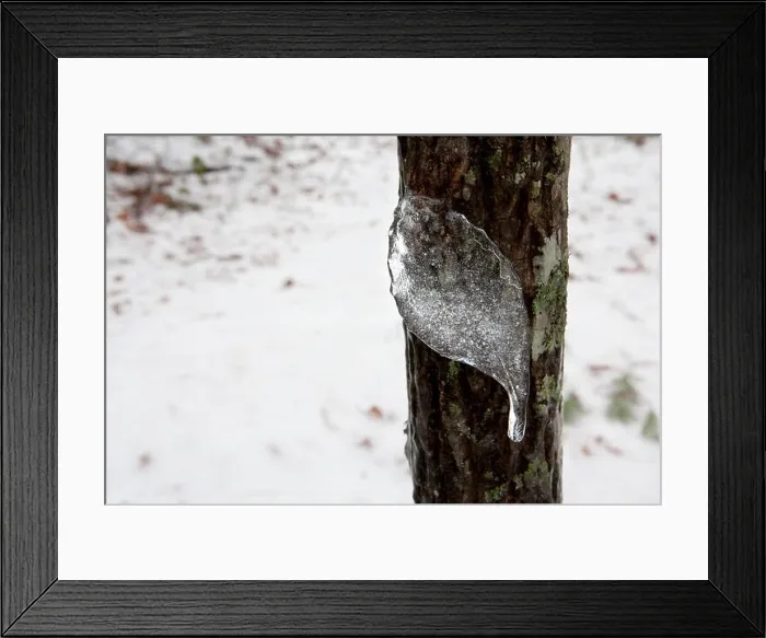 Framed Print : Frozen leaf-shaped Icicle - Brevard, North Carolina USA Framed Print : Frozen leaf-shaped Icicle - Brevard, North Carolina USA