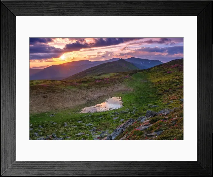 Framed Print : beauty rhododendron in high mountains Framed Print : beauty rhododendron in high mountains