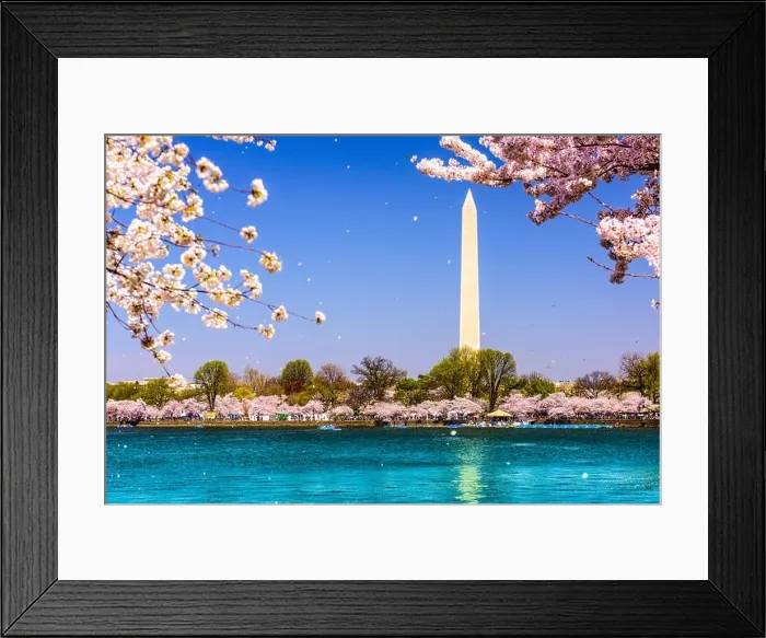 Framed Print : Washington, D.C. Washington Monument during spring Framed Print : Washington, D.C. Washington Monument during spring
