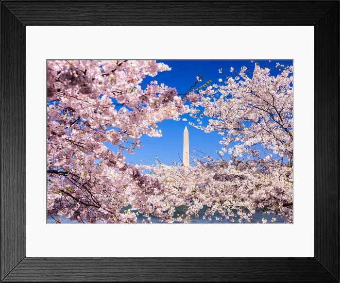 Framed Print : Washington, D.C. view of Washington monument from the Tidal Basin during spring Framed Print : Washington, D.C. view of Washington monument from the Tidal Basin during spring