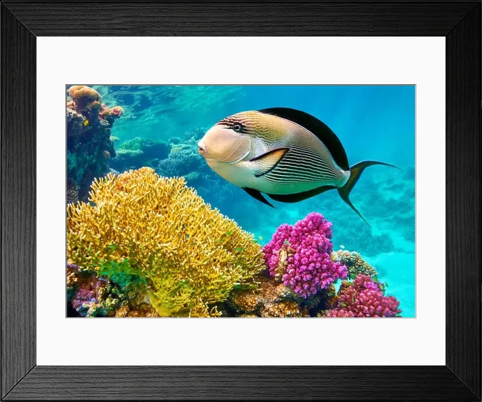 Framed Print : Red Sea - underwater view at fishes and coral reef, Marsa Alam, Egypt Framed Print : Red Sea - underwater view at fishes and coral reef, Marsa Alam, Egypt