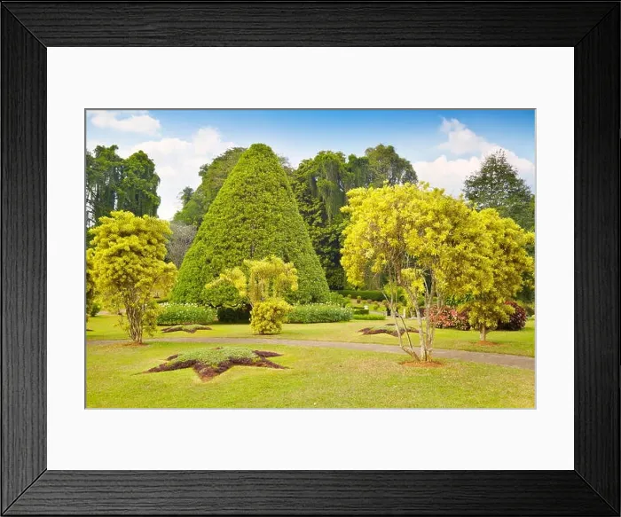 Framed Print : Sri Lanka - Kandy, Peradeniya Botanic Garden Framed Print : Sri Lanka - Kandy, Peradeniya Botanic Garden