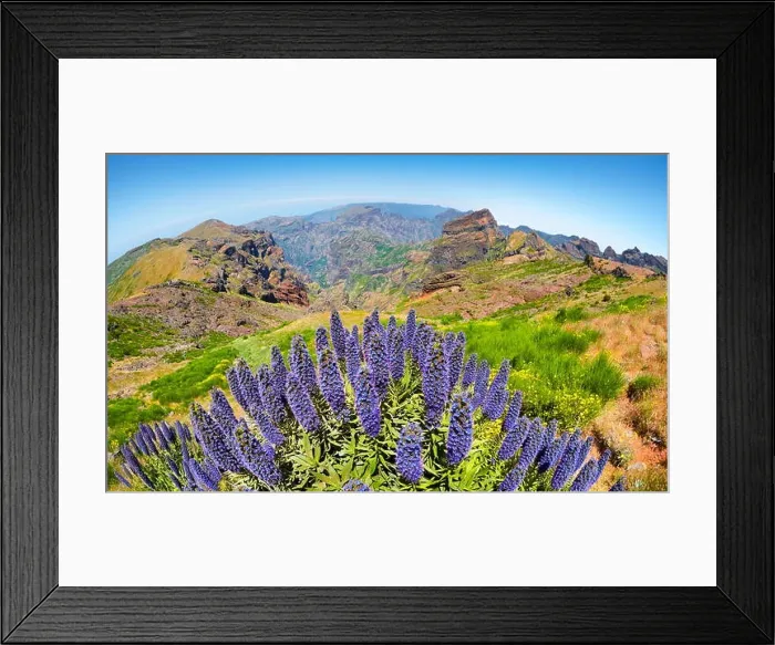 Framed Print : Flowers at the Pico do Arieiro (1816m), Madeira Island, Portugal Framed Print : Flowers at the Pico do Arieiro (1816m), Madeira Island, Portugal