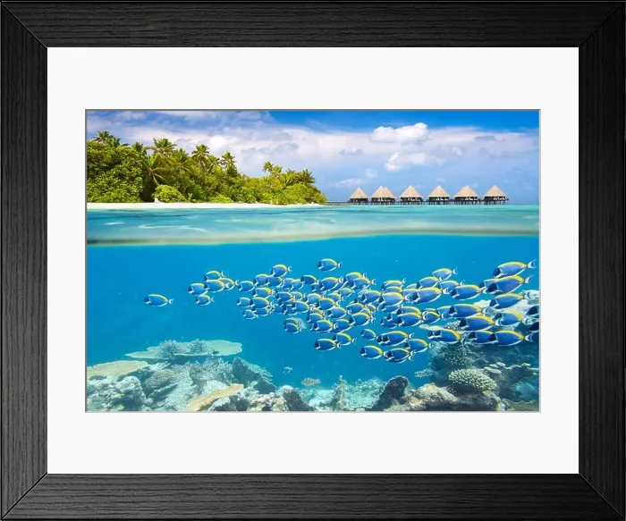 Framed Print : Maldives Island - underwater view with shoal of fish Framed Print : Maldives Island - underwater view with shoal of fish