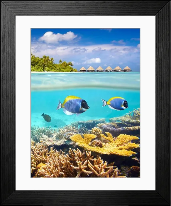 Framed Print : Maldives Islands - tropical underwater view with fish and reef Framed Print : Maldives Islands - tropical underwater view with fish and reef