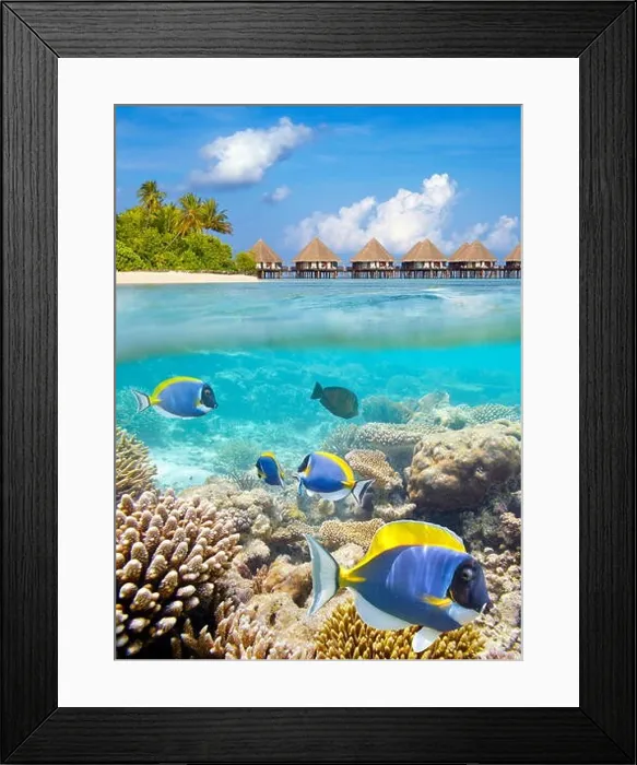 Framed Print : Underwater view at tropical fish and reef, Maldives Island, Ari Atoll