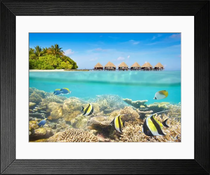 Framed Print : Tropical underwater scenery at Maledives Island Framed Print : Tropical underwater scenery at Maledives Island