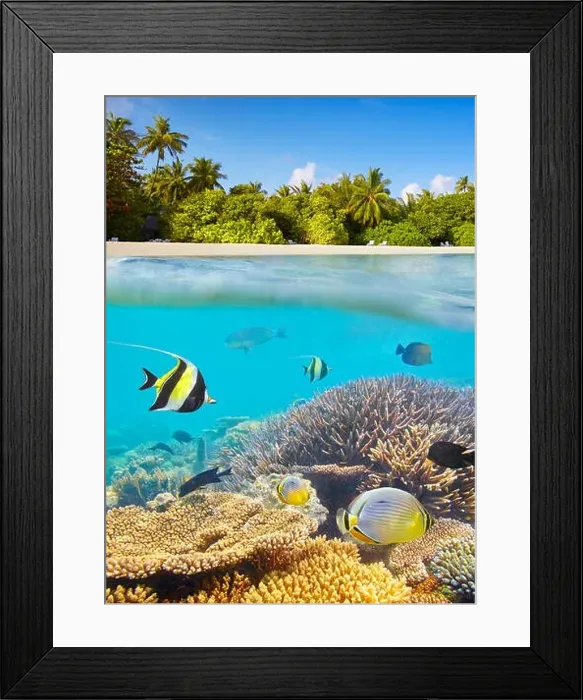 Framed Print : Maldives Islands - underwater view at tropical fish and reef Framed Print : Maldives Islands - underwater view at tropical fish and reef