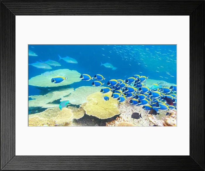 Framed Print : Underwater view with fish, Maldives, Indian Ocean Framed Print : Underwater view with fish, Maldives, Indian Ocean