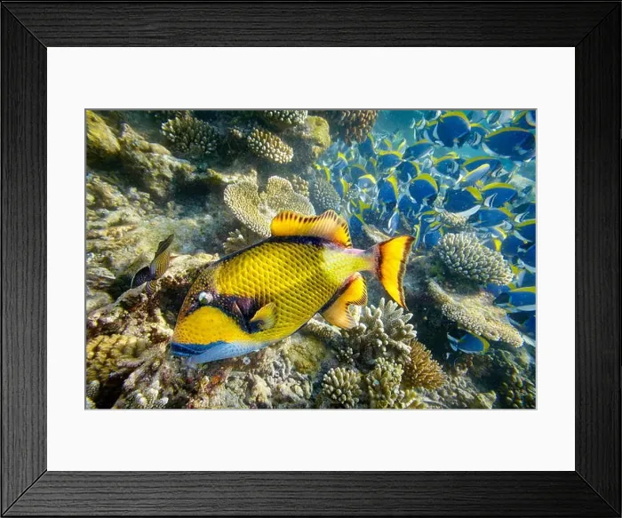Framed Print : Underwater view with close up fish, Maldives Islands, Indian Ocean Framed Print : Underwater view with close up fish, Maldives Islands, Indian Ocean